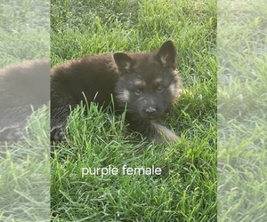 German Shepherd Dog Puppy for sale in ORIENT, OH, USA