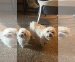 Small #3 Maltese Mix