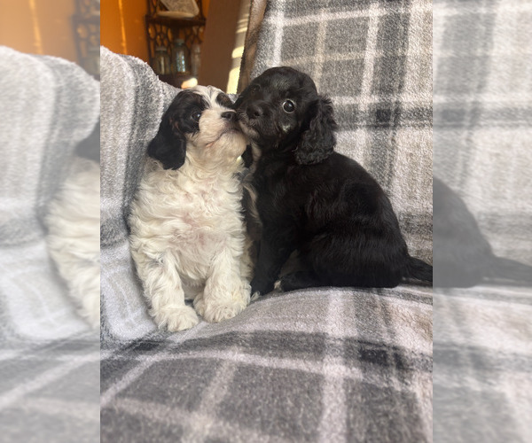 Medium Photo #9 Cavapoo (Miniature) Puppy For Sale in SPRING HILL, TN, USA