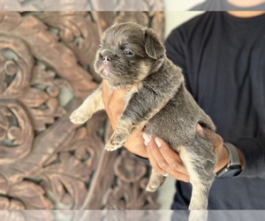 French Bulldog Puppy for sale in HEREFORD, TX, USA