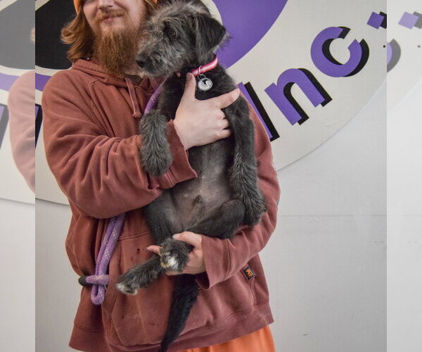 Medium Photo #4 Irish Wolfhound-Unknown Mix Puppy For Sale in Huntley, IL, USA