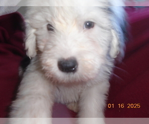 Old English Sheepdog Puppy for sale in RAYMORE, MO, USA