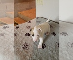 Small Photo #3 Bull Terrier Puppy For Sale in RELIANCE, TN, USA