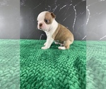 Small Photo #143 Boston Terrier Puppy For Sale in TULARE, CA, USA