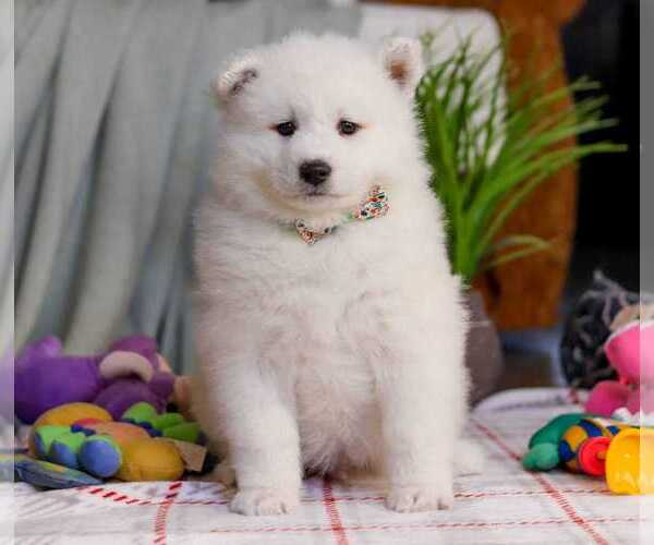 Medium Photo #1 Samoyed Puppy For Sale in ALPHARETTA, GA, USA