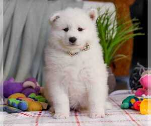 Samoyed Puppy for sale in ALPHARETTA, GA, USA