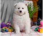 Small Samoyed
