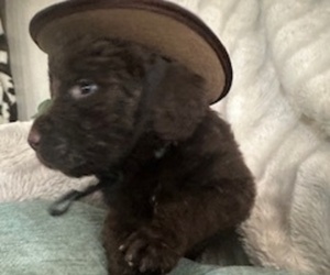 Labradoodle Puppy for sale in FLAGLER, CO, USA