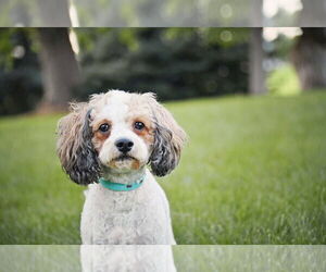 Cavalier King Charles Spaniel-Unknown Mix Dogs for adoption in Sandy, UT, USA