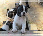 Small Photo #5 Boston Terrier Puppy For Sale in SPENCERVILLE, IN, USA