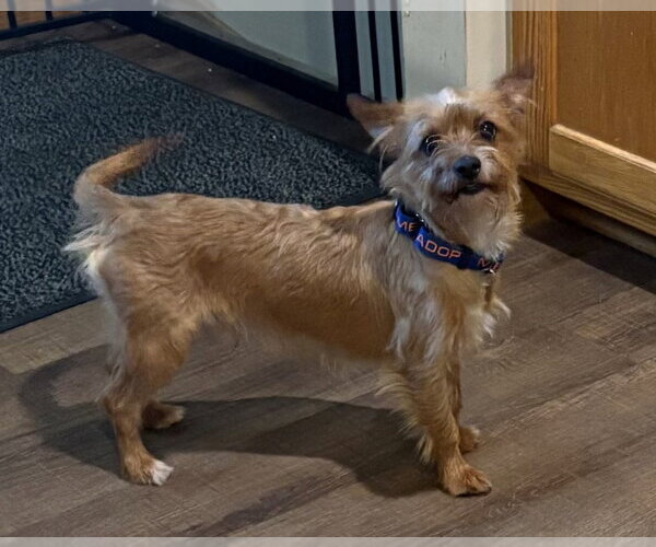 Medium Photo #2 Mutt Puppy For Sale in Andover, MN, USA