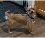 Small #1 Mutt