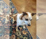 Small #6 Red Heeler-Staffordshire Bull Terrier Mix