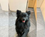 Small #5 Pomeranian