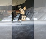 Small Photo #13 Yorkshire Terrier Puppy For Sale in BENSON, NC, USA
