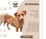 Wynonna - Female Labrador Retriever-Unknown Mix Dog for Adoption - Small photo