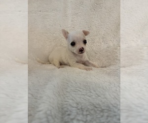 Chihuahua Puppy for Sale in SHERMAN, Texas USA