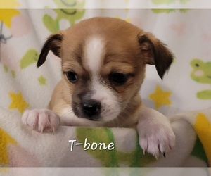 ShiChi Puppy for sale in COEUR D ALENE, ID, USA
