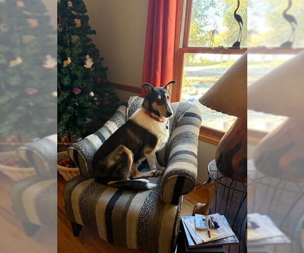 Medium Photo #4 Collie Puppy For Sale in Pueblo West, CO, USA