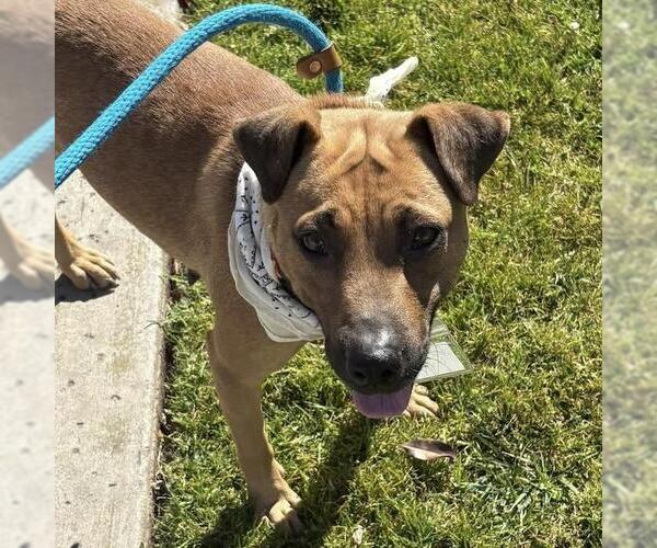 Medium Photo #7 Mutt Puppy For Sale in San Diego, CA, USA