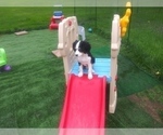 Small Photo #71 Australian Shepherd-Cavalier King Charles Spaniel Mix Puppy For Sale in HOWLAND, OH, USA