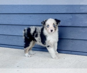 Australian Shepherd Puppy for sale in LODA, IL, USA