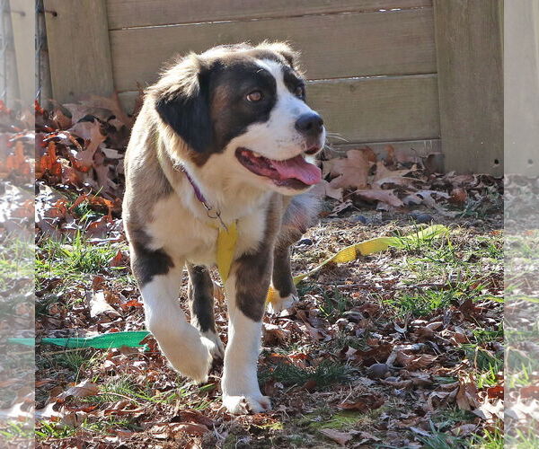 Medium Photo #1 Saint Bernard-Unknown Mix Puppy For Sale in Union, WV, USA