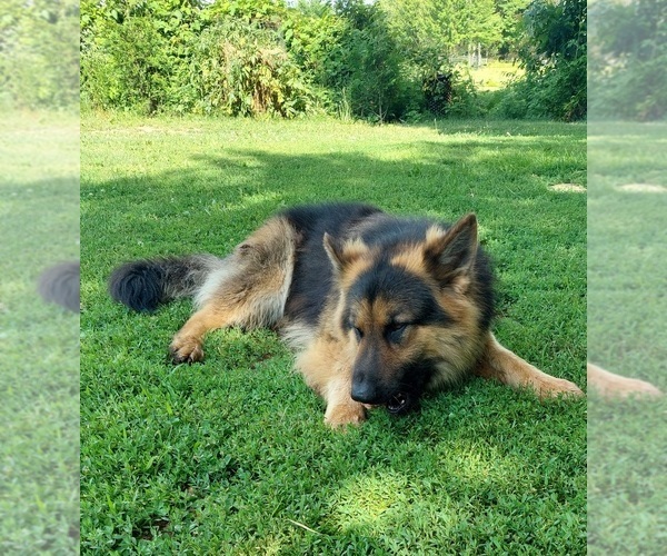 Medium Photo #1 King Shepherd Puppy For Sale in WALKERTON, IN, USA