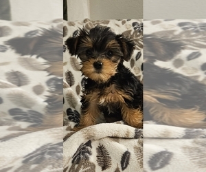 Yorkshire Terrier Puppy for sale in SALEM, OR, USA