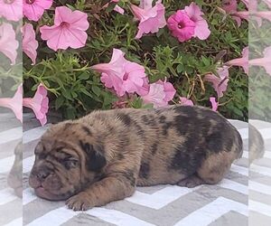 Beabull Puppy for sale in ARTHUR, IL, USA