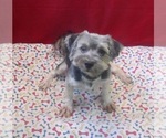 Small #4 Morkie