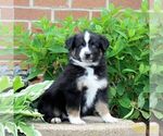 Small #2 Miniature Australian Shepherd