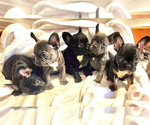 Small Photo #13 French Bulldog Puppy For Sale in SANTA ANA, CA, USA