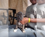 Small Photo #3 American Pit Bull Terrier Puppy For Sale in BALTIMORE, MD, USA