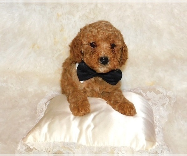 Medium Photo #1 Poodle (Toy) Puppy For Sale in WARRENSBURG, MO, USA