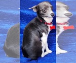 Small #2 Rat Terrier Mix