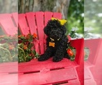 Small #4 Poodle (Toy)