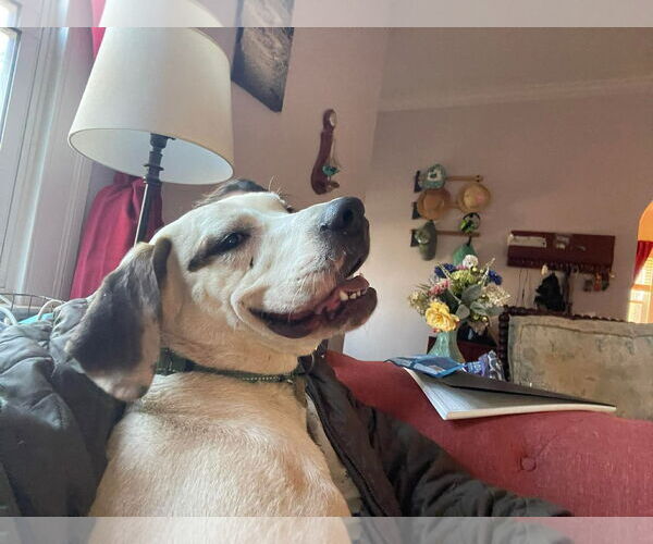 Medium Photo #23 Lab-Pointer Puppy For Sale in Rustburg, VA, USA