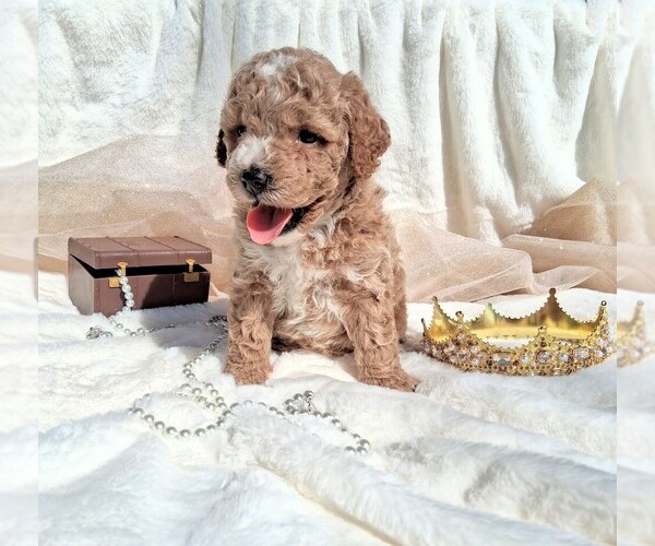 Medium Photo #7 Goldendoodle (Miniature) Puppy For Sale in GASTONIA, NC, USA