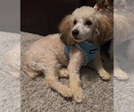 Small Photo #1 Poodle (Toy) Puppy For Sale in HOUSTON, TX, USA