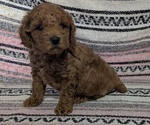 Small #5 Poodle (Toy)