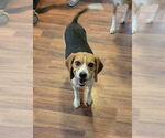 Small #4 Beagle