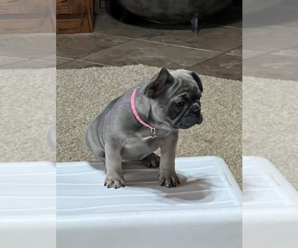Medium Photo #4 French Bulldog Puppy For Sale in CAMERON, OK, USA