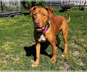 Mutt Dogs for adoption in Santa Cruz, CA, USA