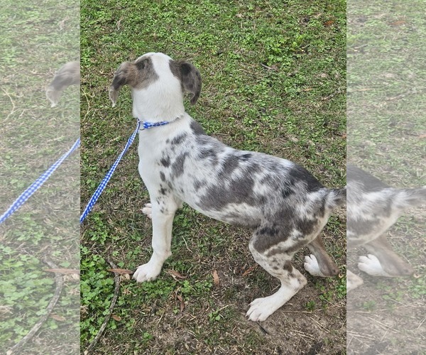 Medium Photo #28 Australian Shepherd-Unknown Mix Puppy For Sale in Wakefield, RI, USA