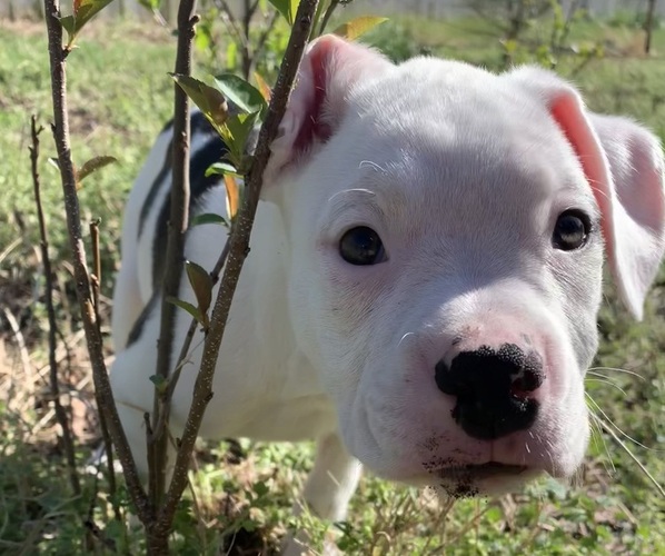 Medium Photo #12 American Bully-Boxer Mix Puppy For Sale in PORTSMOUTH, VA, USA