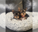 Small Yorkshire Terrier
