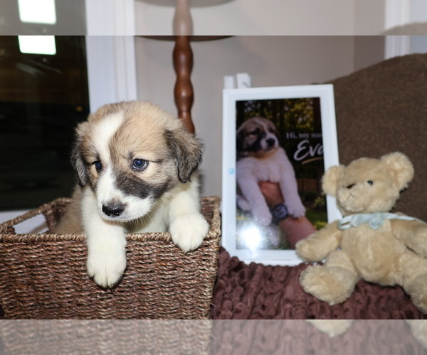 Medium Photo #3 Aussie Pyrenees Puppy For Sale in LEXINGTON, SC, USA