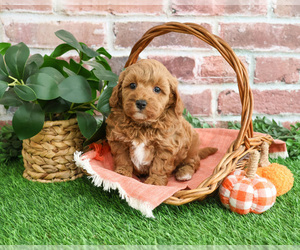 Cavapoo-Poodle (Miniature) Mix Puppy for sale in SYRACUSE, IN, USA