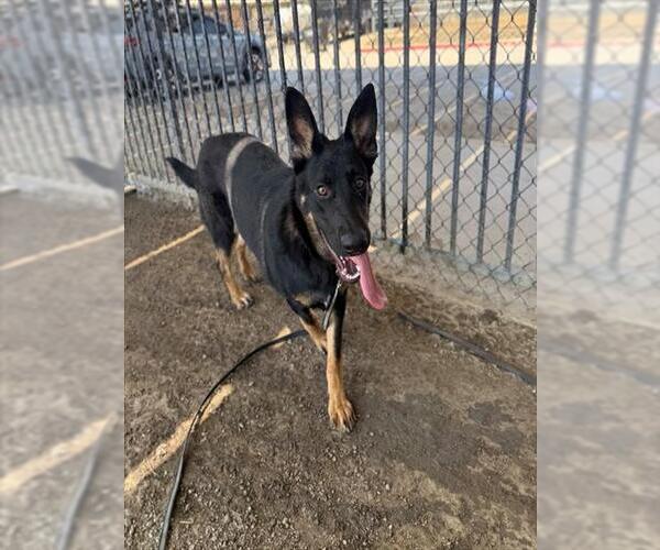 Medium Photo #2 German Shepherd Dog-Unknown Mix Puppy For Sale in Riverside, CA, USA